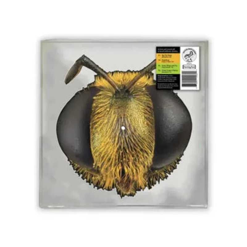 Big Fig Wasp (RSD2026)