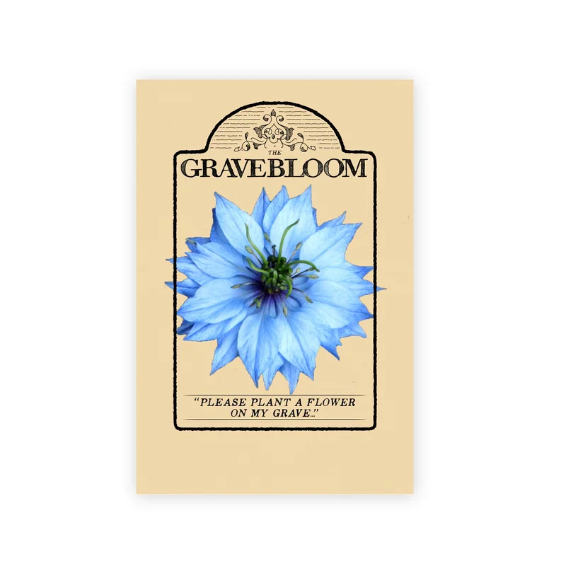Love In A Mist Seeds