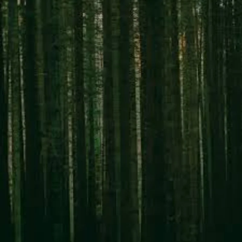 The Paper Kites - Evergreen