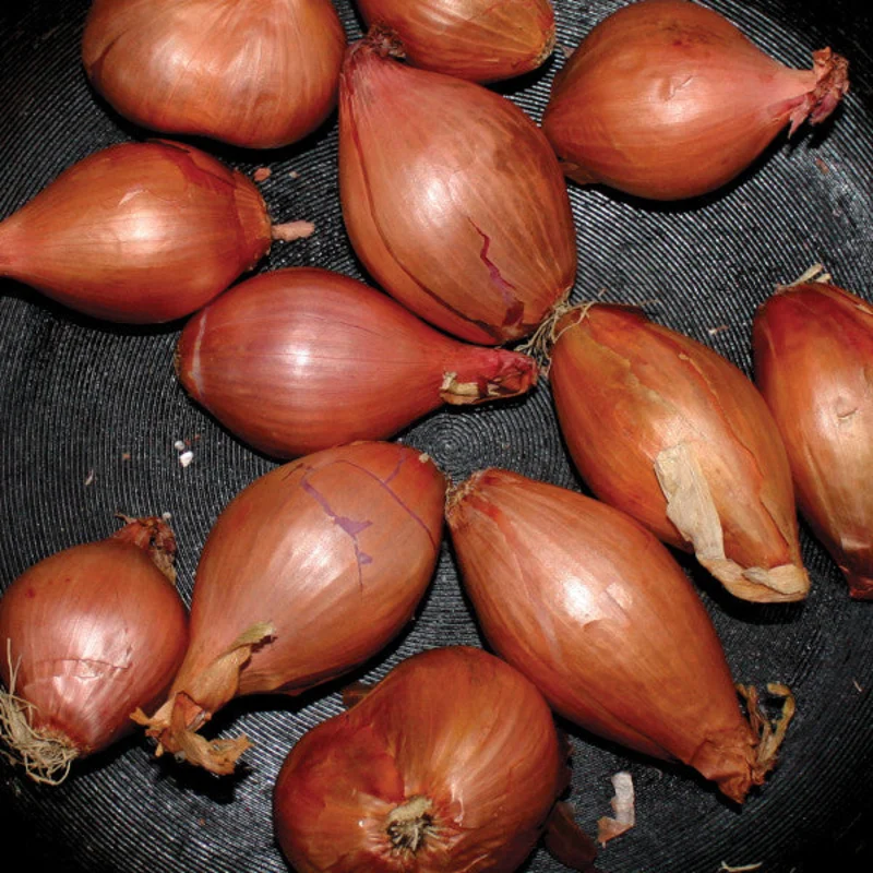 Ty Segall - Fried Shallots (12", EP) (Mint (M))