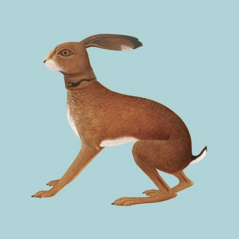 Vashti Bunyan - Lookaftering